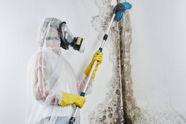 Professional Mold Remediation in Prairie Creek, AR