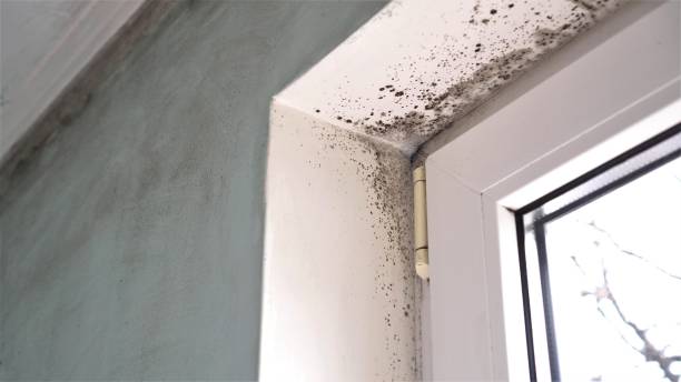 Best Bathroom Mold Remediation in Prairie Creek, AR